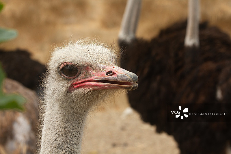 背景有其他动物的鸵鸟头部特写图片素材