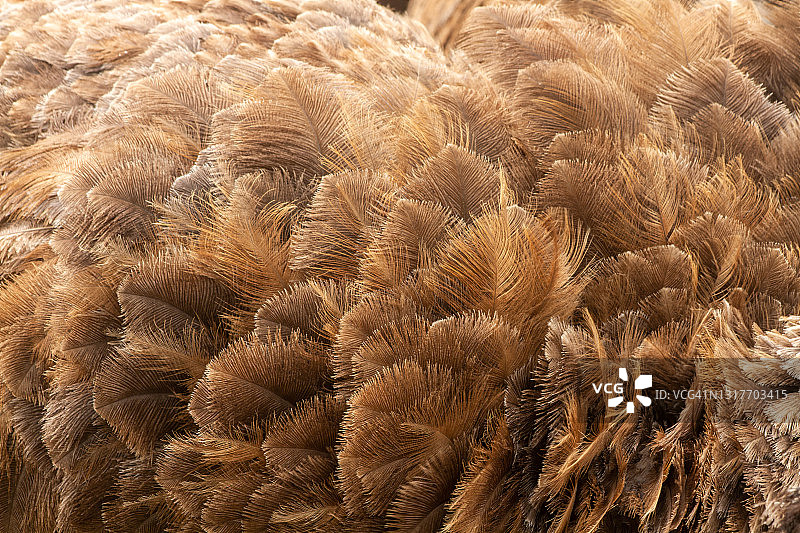 雌性鸵鸟背部羽毛细节特写图片素材