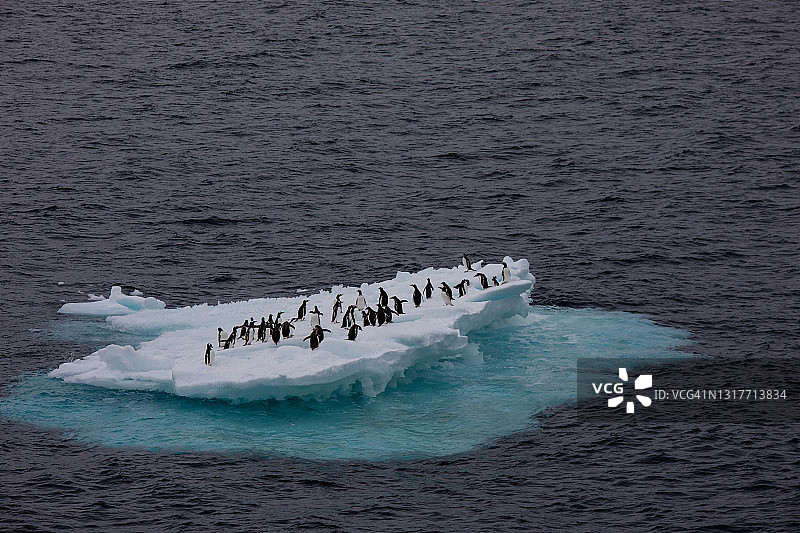 南极洲冰山与金图企鹅图片素材