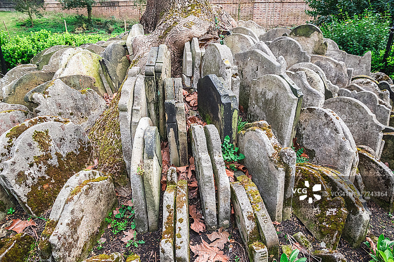 伦敦圣潘克拉斯老教堂的哈迪树图片素材