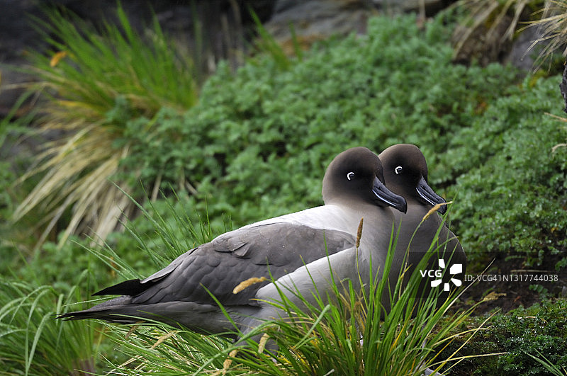 淡 Mantled Sooty Albatrosses (Phoebetria palpebrata)图片素材