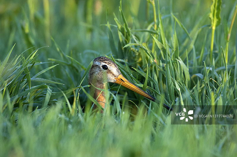 黑尾塍鹬孵蛋图片素材