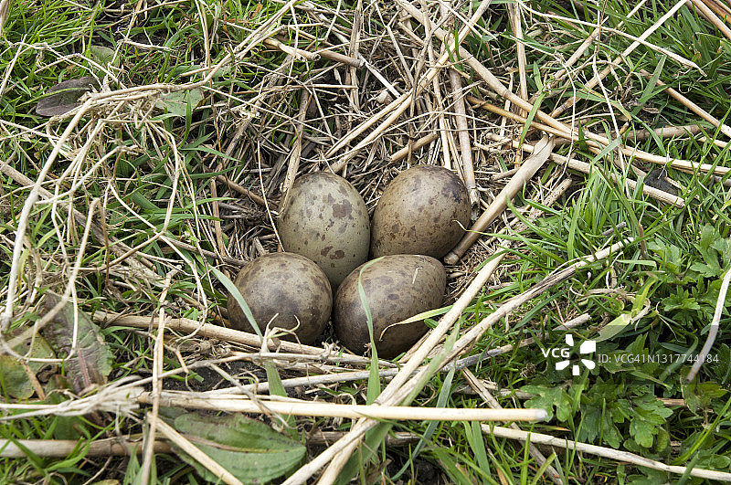 黑尾塍鹬的巢图片素材