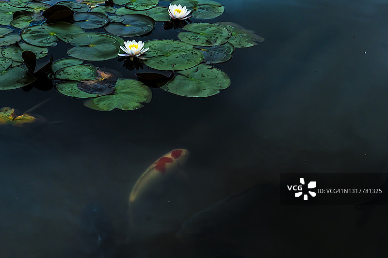 睡莲与鲤鱼，日本三重县名张市图片素材