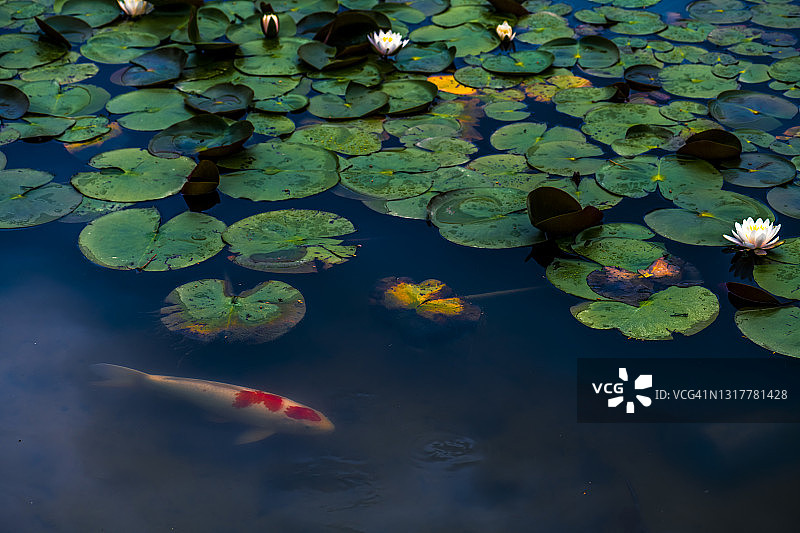 睡莲与鲤鱼，日本三重县名张市图片素材