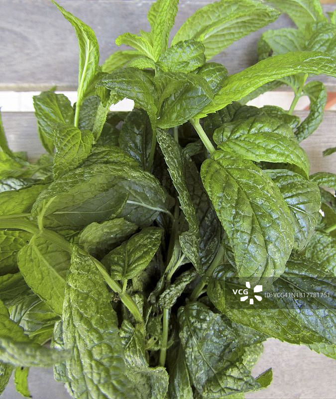 新鲜薄荷，克里特岛，希腊图片素材