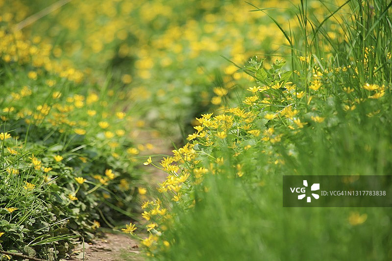 森林地面小径的黄色野花景观图片素材