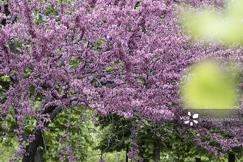 加拿大紫荆树，西班牙马德里图片素材