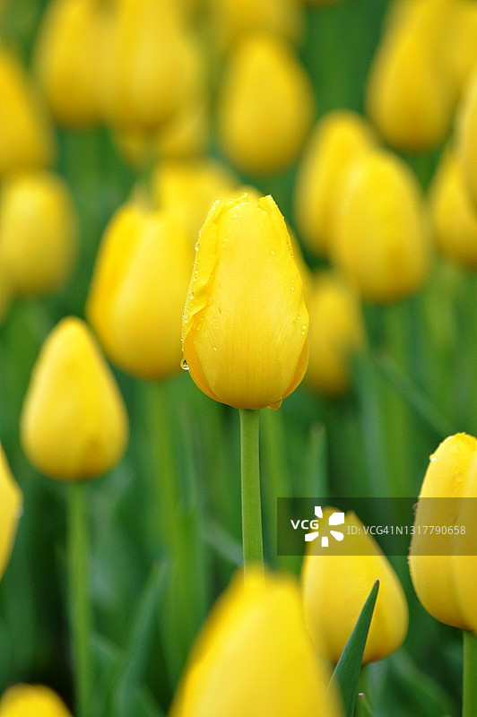 多彩郁金香图片素材