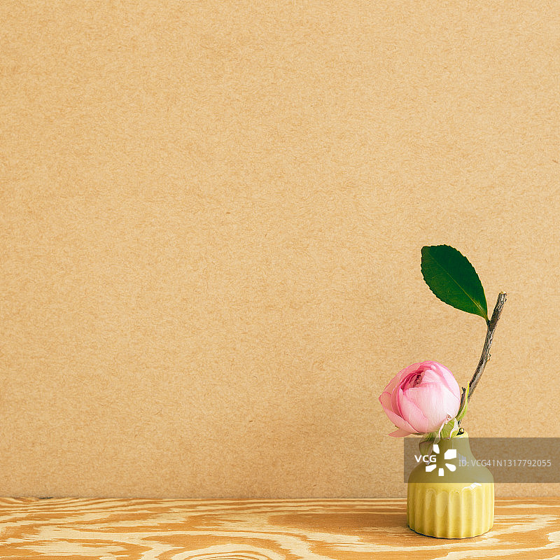 花毛茛（波斯毛茛）图片素材