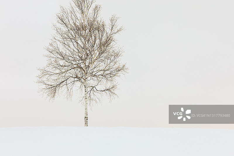 日本北海道美瑛町冬季景观图片素材