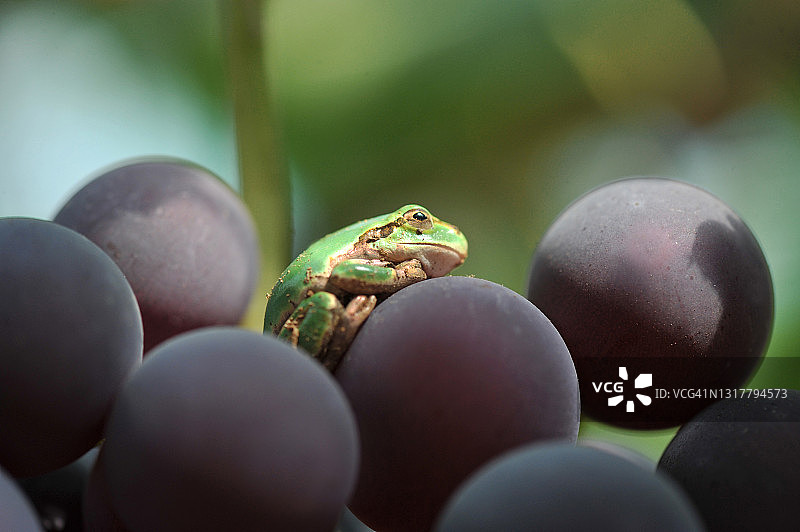 葡萄上的绿青蛙图片素材