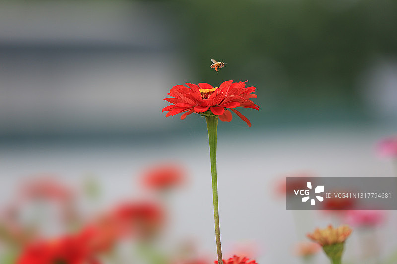 紫薇花图片素材