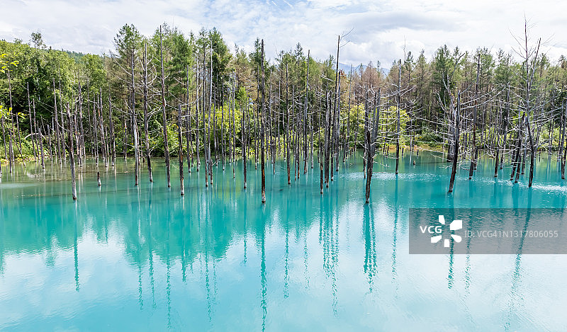 夏季日本白金青池的蓝色水面倒影松树图片素材