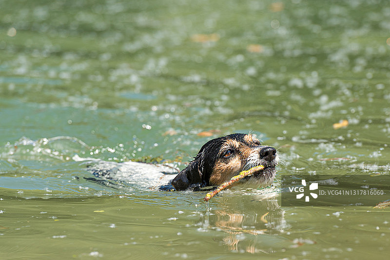 快乐游泳并叼着树枝的可爱杰克罗素梗犬图片素材