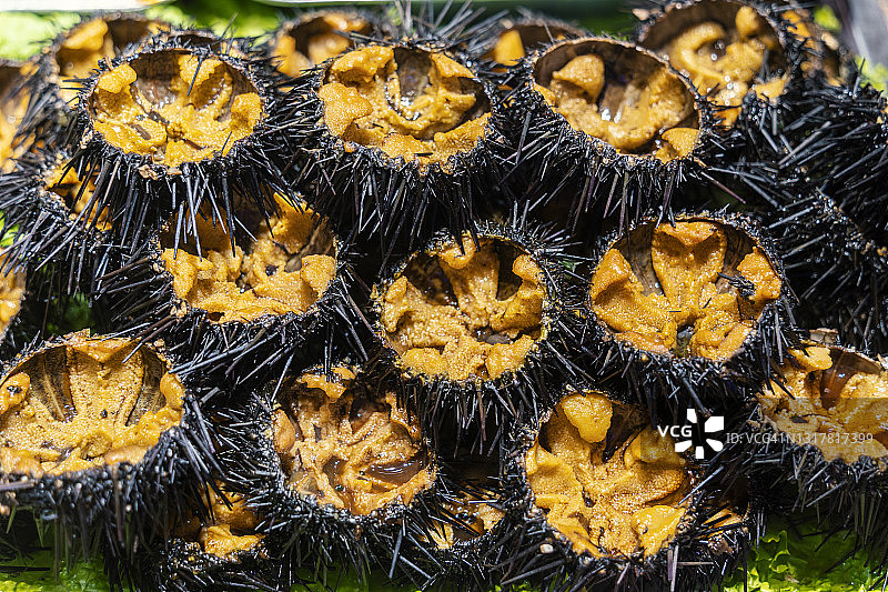 海胆特写图片素材