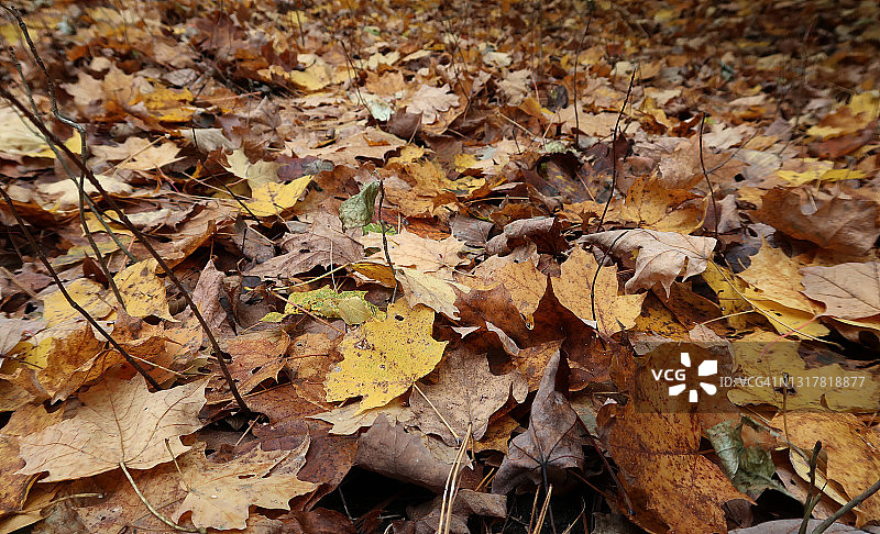 地面上的秋叶图片素材