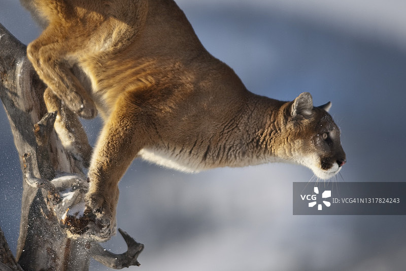 美洲狮从树上跳下的特写图片素材