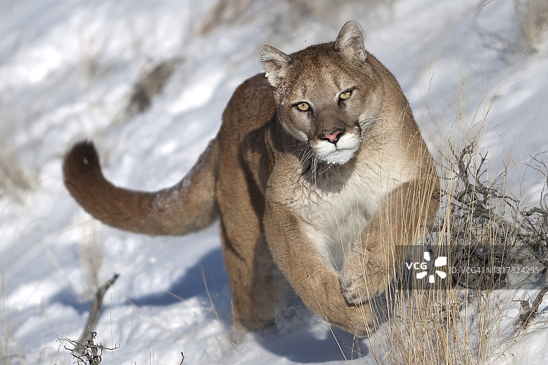 美洲狮奔跑跳跃特写图片素材