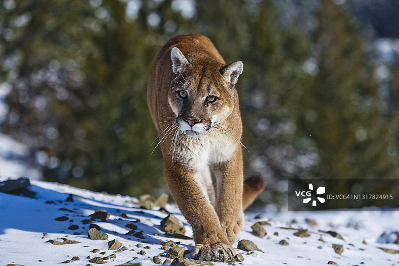 在雪地上走向镜头的美洲狮特写正面照图片素材