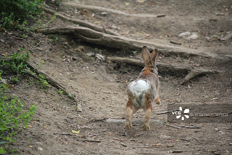 兔子在树林的小路上跳跃图片素材