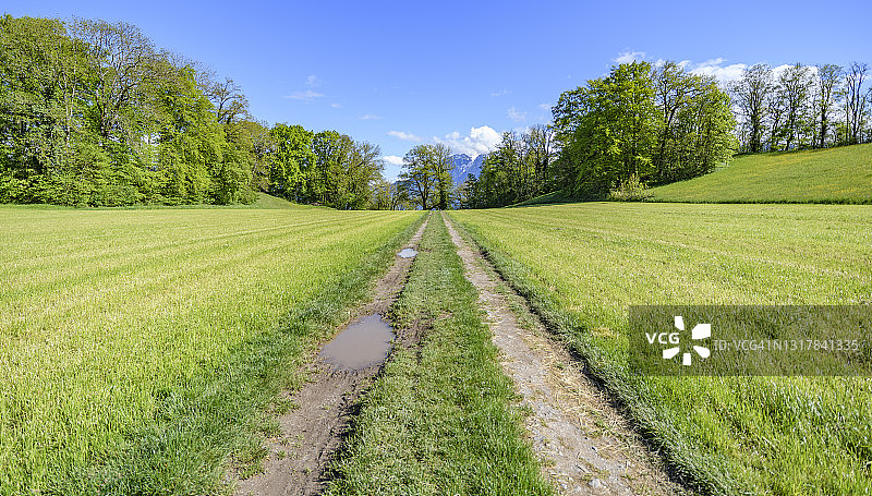 绿色田野的幻觉图片素材