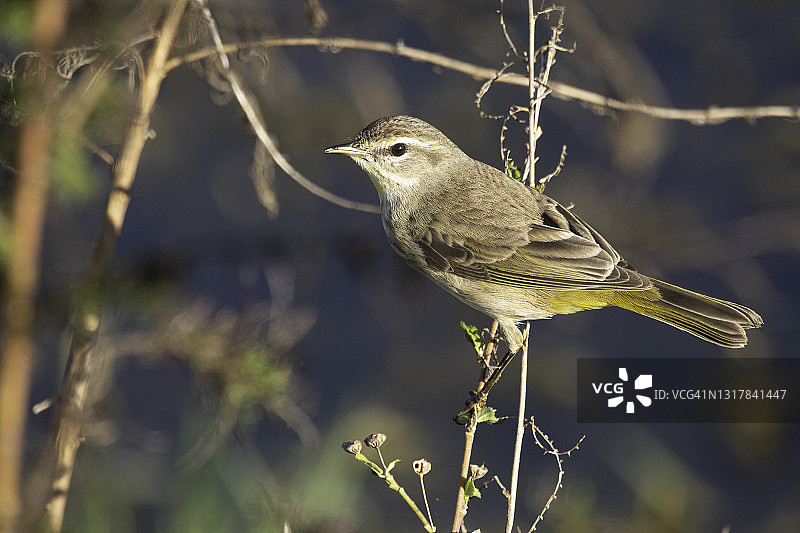 棕榈莺图片素材