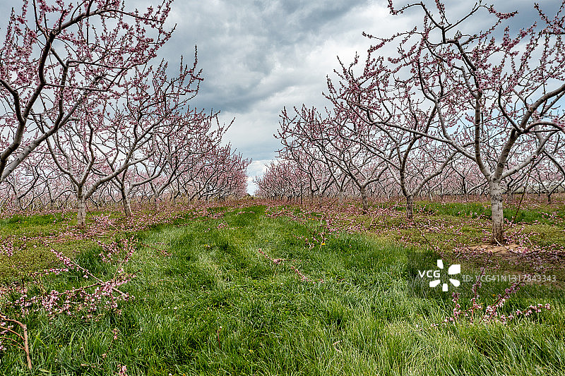 加拿大格里姆斯比尼亚加拉瀑布地区的春季农场和果园图片素材