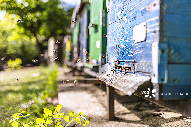 蜂箱中的蜂巢，蜜蜂飞向着陆板图片素材