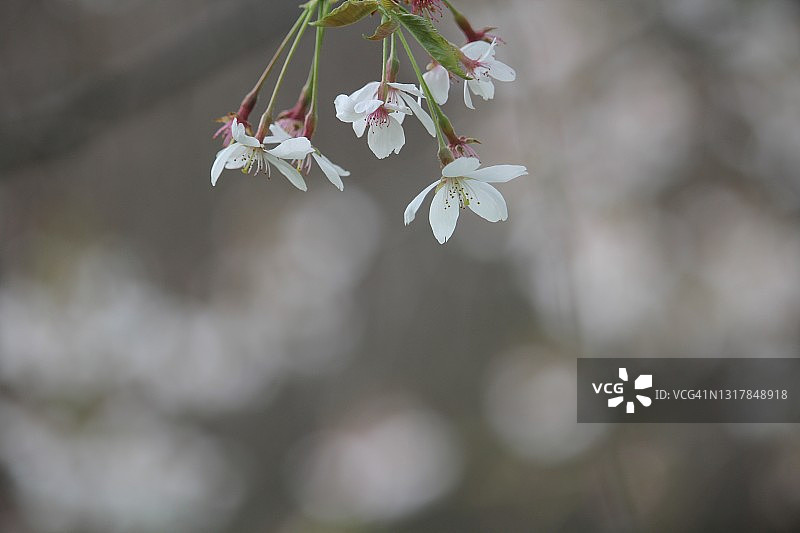 樱花特写图片素材