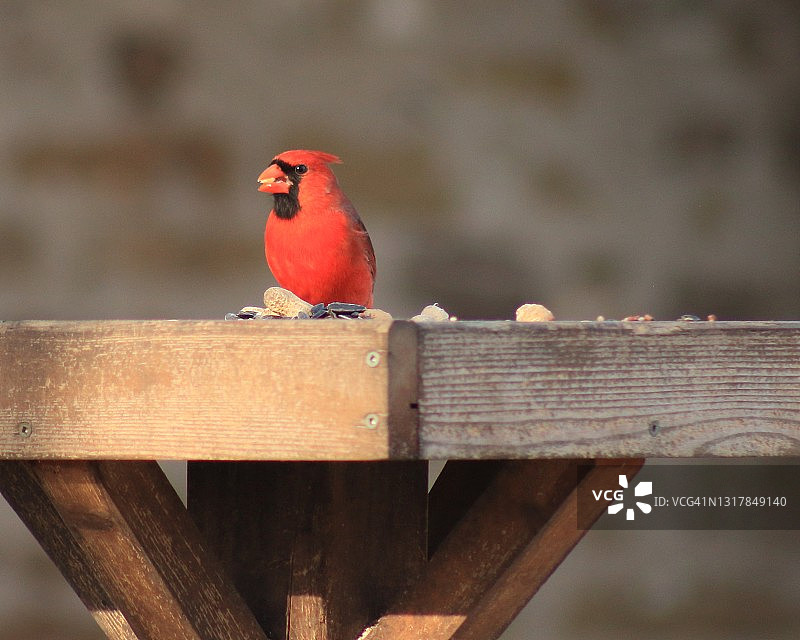 冬季觅食的北美红雀图片素材