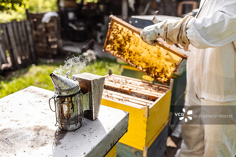 在蜂房工作的年长养蜂人图片素材