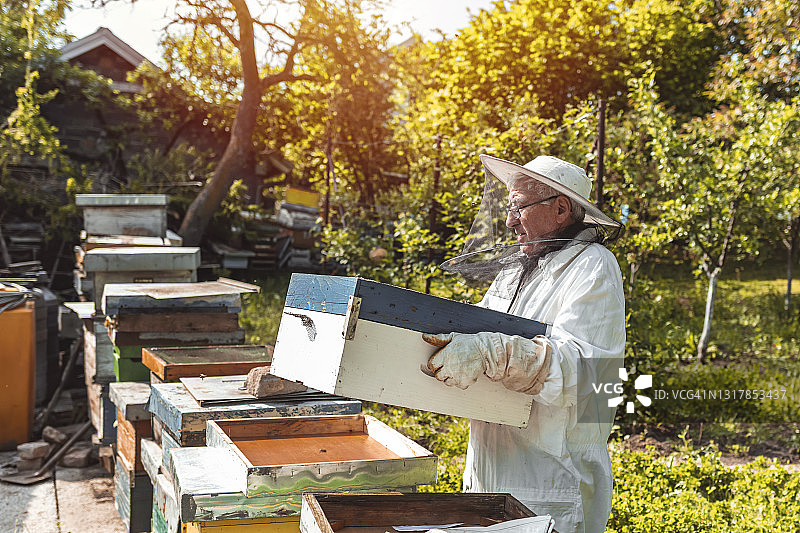 养蜂人检查他的蜂箱图片素材
