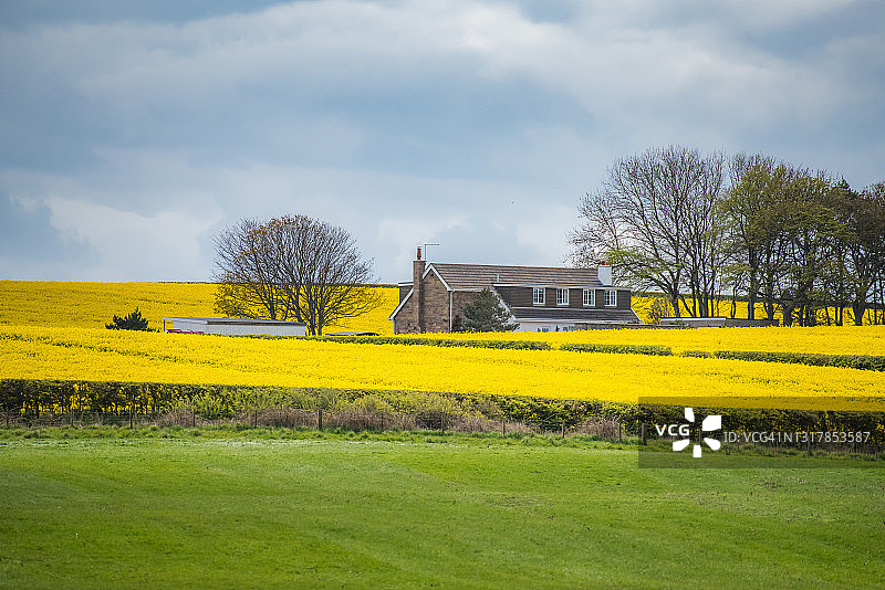 油菜领域图片素材