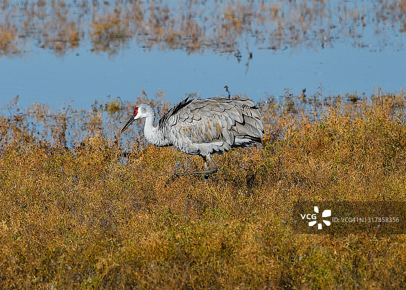 沙丘鹤在太平洋迁徙路线上觅食图片素材
