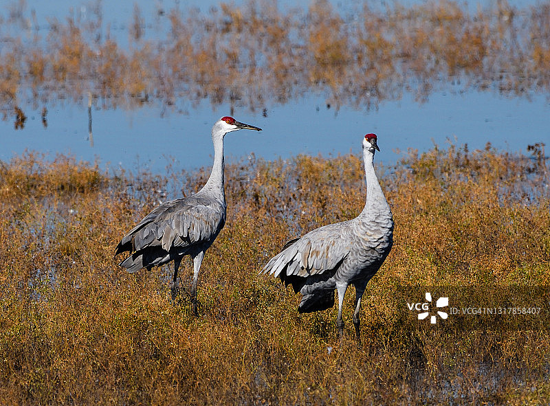 沙丘鹤在太平洋迁徙路线上觅食图片素材