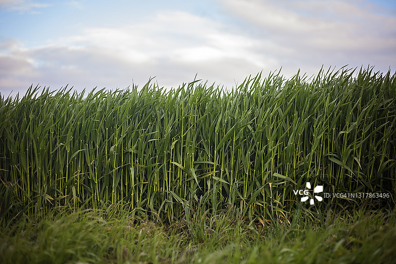绿色农作物生长图片素材