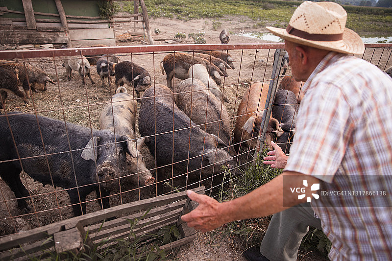 在农场照顾曼加利察猪仔的年长农民图片素材