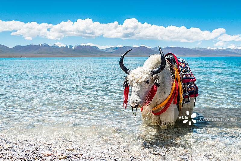 西藏纳木错湖中的牦牛图片素材