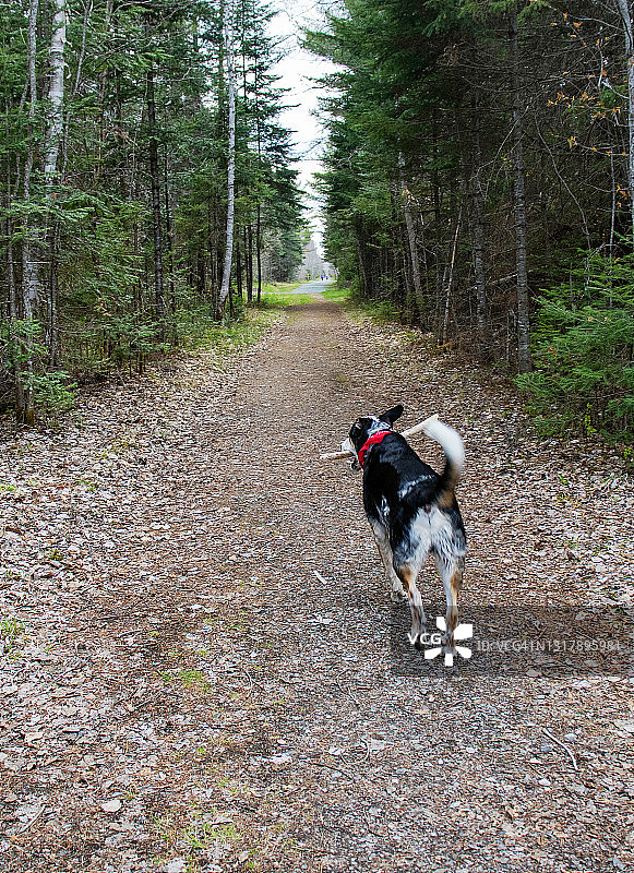 嘴里叼着树枝，在美国新罕布什尔州徒步小径上奔跑的狗图片素材