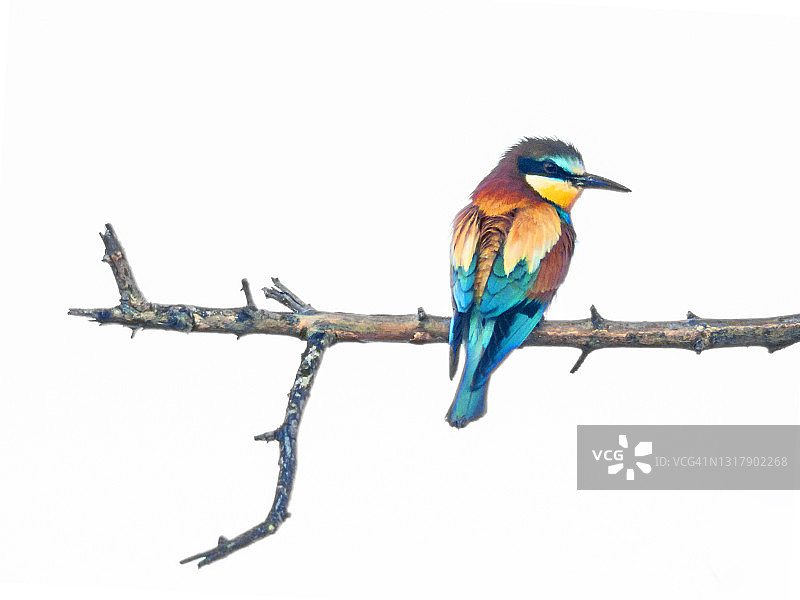 在树枝上的欧洲蜂虎图片素材