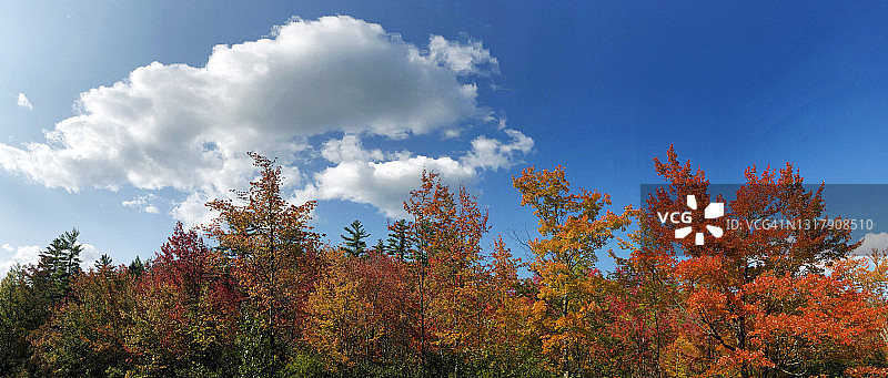 美国缅因州色彩斑斓的秋叶图片素材