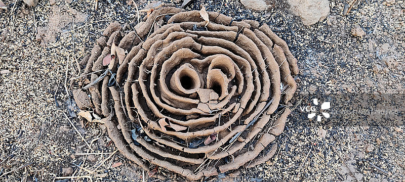 收获蚁的泥土巢穴图片素材