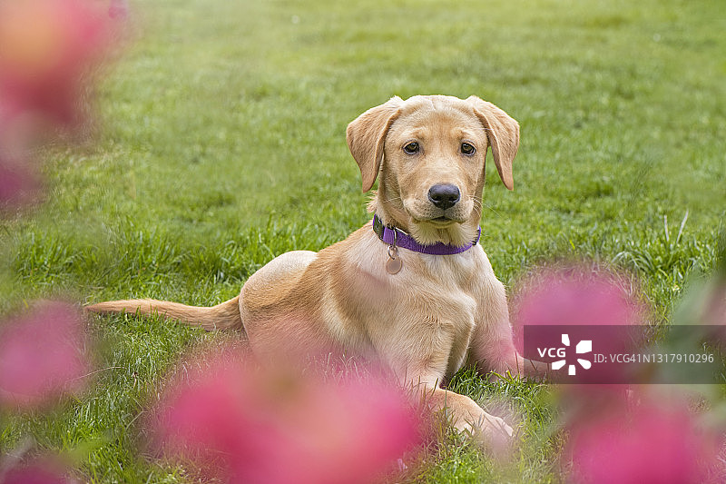 四个月大的金色拉布拉多犬特写图片素材