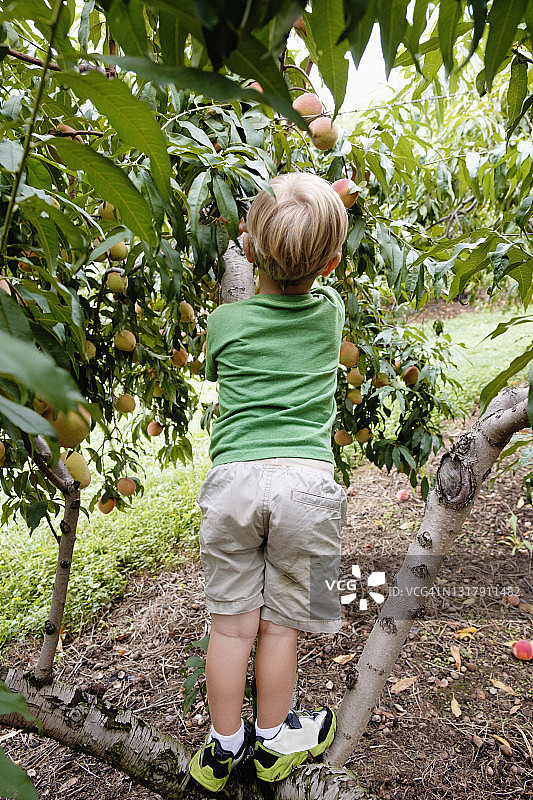 男孩爬树摘桃子的后视图图片素材
