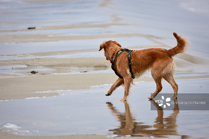 大风天气中海滩上的棕色狗，狗在湿沙中的倒影图片素材