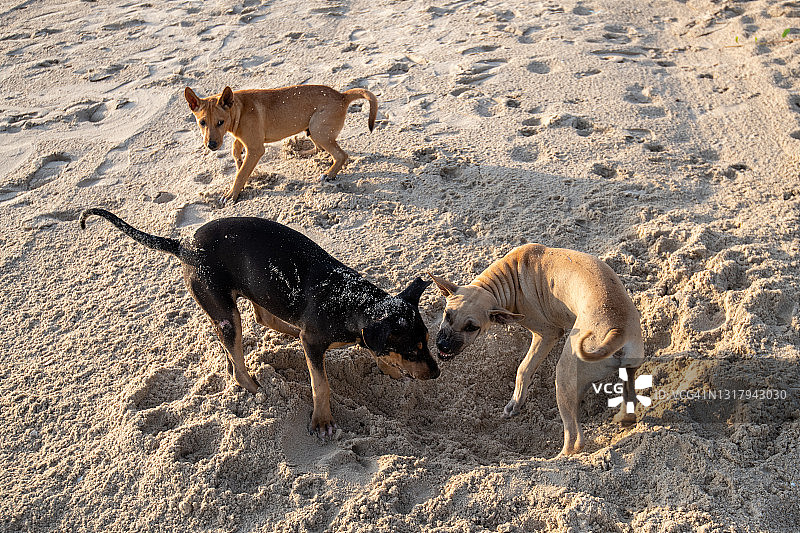在沙滩上打架的狗图片素材