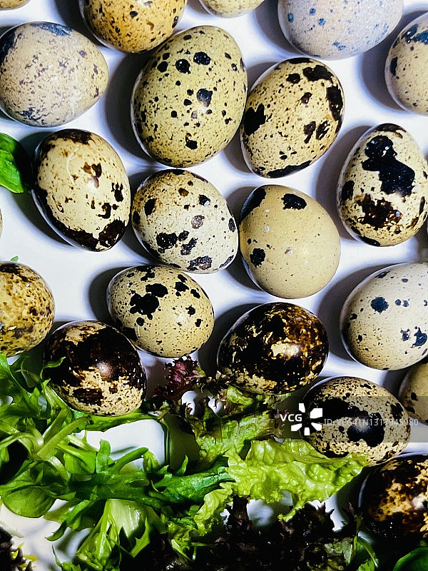 鹌鹑蛋图片素材