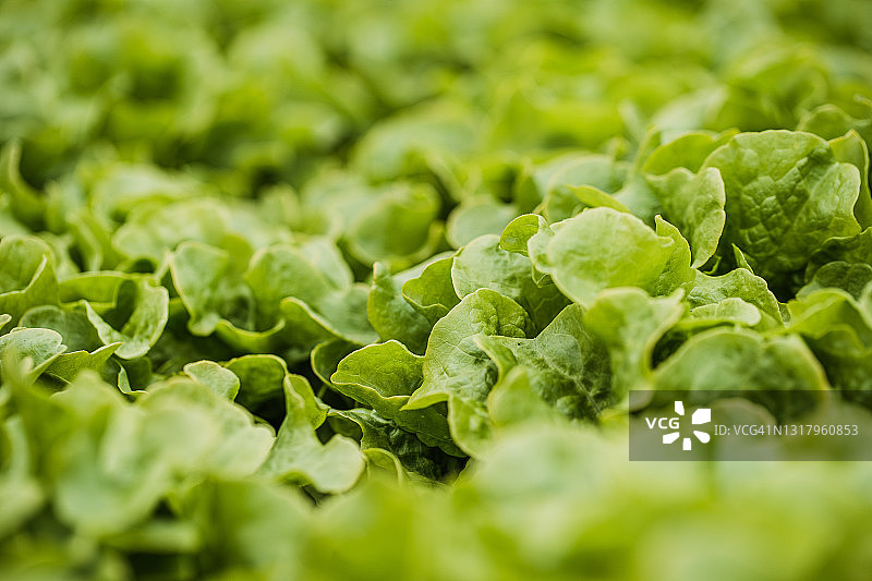 绿色生菜特写镜头图片素材