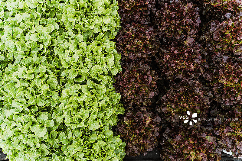 田野上的绿色和红色生菜俯视拍摄图片素材